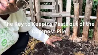 How To Keep Pests Out of Your Compost Pile