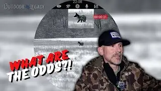 Невероятные шансы встретить койота именно с таким окрасом!!