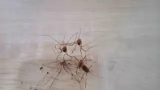 Мои пауки не смитрите если боитесь пуков!!!