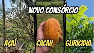 Consórcio açaí, cacau e gliricidia - Planejamento