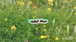 ⛔بوكريشة طلق لبنى السريعة على المباشر ورجوع ديالو مع سعاد جوهرة مغربية 