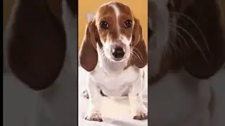 Top Five Dashing Dachshund Blends That Are Pawfect For You!