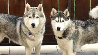 Funny dog video Ayla & Akim &ndash; The Cutest siberian Husky pack in Action! 