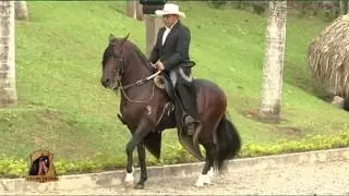 Caballo Paso Fino - Concierto de los Angeles - TvAgro por Juan Gonzalo Angel