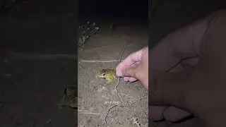 Catch big frogs funny | Try don't laugh | wepwep catching frogs make you laugh #shortsviral