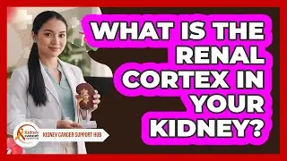 What Is The Renal Cortex In Your Kidney?