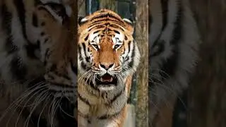🐾 Amazing Animal Transformations | From Tiny to HUGE! 🐘 #tinytobig #animals #transformation