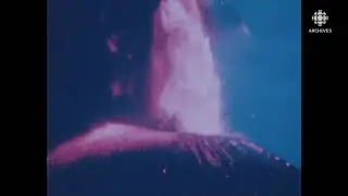 En mai 1980, l'éruption du volcan du mont Saint Helens