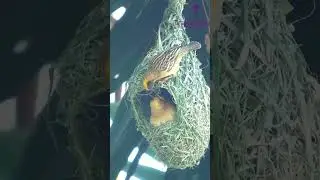 Aerial Engineering: Birds and Their Intricate Nest-Making #birds #nest_Making