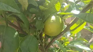 A look at all the Fruit I'm Growing in my Garden