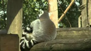 Ringstaartmaki Safaripark Beekse Bergen