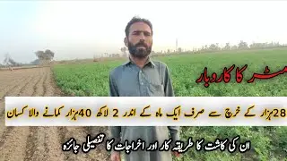 How to start pease مٹر farming business in Pakistan/ matar key kasht ka karobar