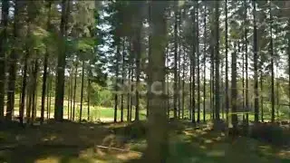 Forest trees. Rising of the sun. Trees are mirrored