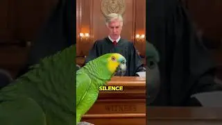 Попугай высмеял наряд судьи в суде 😂🦜 #шорты #смешно #попугай