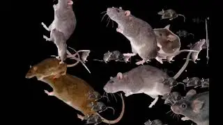 THE RAT ZONE (1,000 SUB SPECIAL)