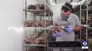 Utah Man Grows Success At His Own Mushroom Farm