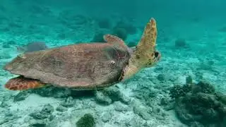 Coral Reef Aquarium Meditation Music 🐠 Calm Ocean Sounds for Sleep, Study & Yoga