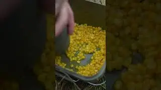 CARPISHING: PVA de MA&Iuml;S