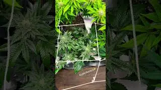 SeedsmansWhite widow,Lemonchello haze,Strawberry cheesecake auto.Small plant 42FB Tropicana cookies