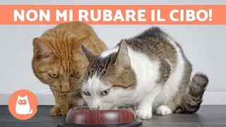 Perch&eacute; il GATTO mangia il CIBO dell'altro mio GATTO? 🐱