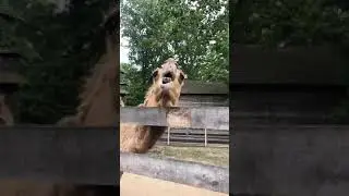 Slow motion camel