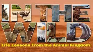 Horse: Galloping Into Life's Battles | February 10th, 2019