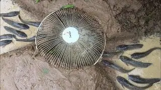 Catch a lot of fish with Electric Fan Guard and Deep Hole, Fishing Trap