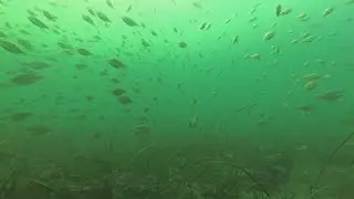 A great Day diving with Shiner Perch !!!