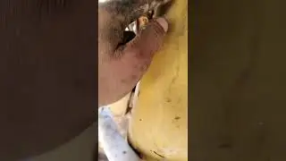 Komatsu D155A-2 'how to troubleshooting water mixing into engine oil'