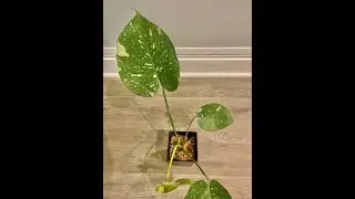 MONSTERA Thai Constellation: UNBOXING
