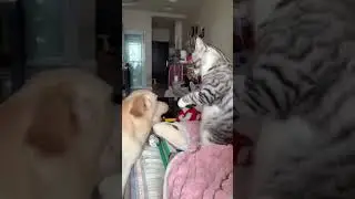 Cutest Cat and Dog Moments Ever🐱🐶 Funny Adorable Animals That Will Melt Your Heart #CuteCat #CuteDog