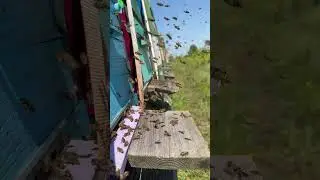 #пчелкитрудятся