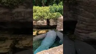 Manatees And Giant Sea Turtle: Exhibit At Orlando SeaWorld 🐢 ￼#plslikesubscribe #seaworld