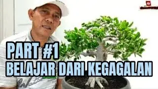 Beberapa kegagalan dalam membuat bonsai petarung || PART #1 #belajarmembuatbonsai #tutorialbonsai