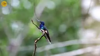 COLIBRIES of Manu Road in PERU