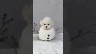 Funny puppies Video | Cute Dog Build A ''SNOWMAN'' | Frozen | #shorts
