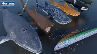 Fish Size Comparison |  3D Animation