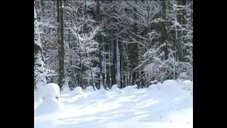 Wei&szlig;er Wald