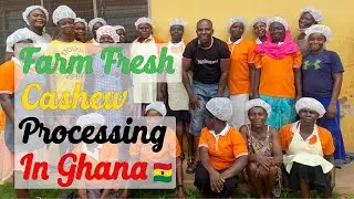 WHY I HAVE THE BIGGEST CASHEW FARM AND THE PROCESSING FACTORY IN GHANA 🇬🇭