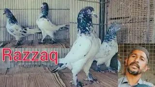 Irani Pyar ka shauk Karen