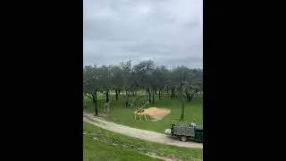 Running giraffes in animal Kingdom Lodge