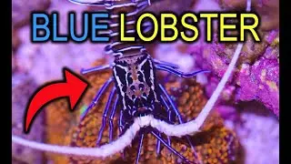 We Added A BLUE Lobster To Our Pico Reef Tank