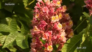 Гули Каштан  Flowers of chestnut tree  Tajikistan