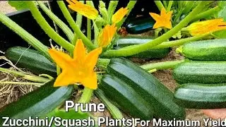 How To Prune Zucchini Plants - Prune Zucchini & Squash Plants For Maximum Production & Plant Health