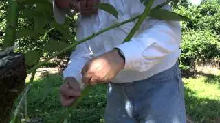Veneer Grafting - Top working - canopy change - Avocado trees - Injerto de Aguacate