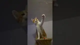 I wand you #cat #catsofyoutube #cute #