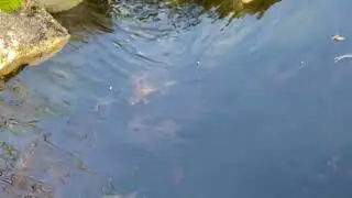 The female is in there somewhere hopefully still alive. Toad ball 