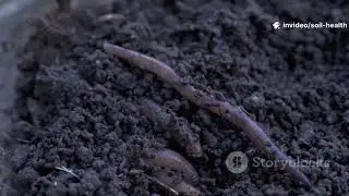 When Soil Speaks: Feed It or Face It. This short film is a wake-up call and a roadmap.