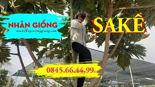 NHÂN GIỐNG SAKÊ BẰNG NHỮNG VẬT LIỆU ĐƠN GIẢN 💗 0845.66.44.99 💗 Thế Giới Cây Giống CN Cai Lậy