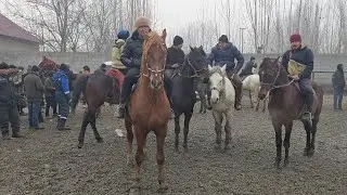 Shahrixon OT Bozori Zotdor DAXSHAT OTLAR CHIQI Ko'rib Mazza qiling 20 января 2026 г.